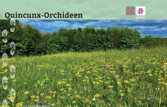 Quincunx Orchideen: Die Orchideen-Runde führt von Gilfershausen hinauf zum Birksküppel und von dort hinüber zum Hundskopf.